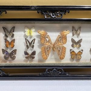 Framed butterflies